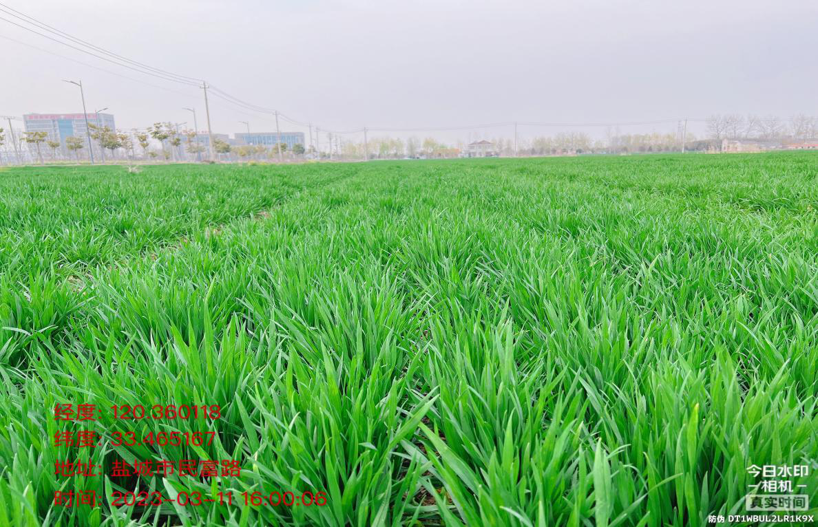 公司小麦新品种江苏起身期考察